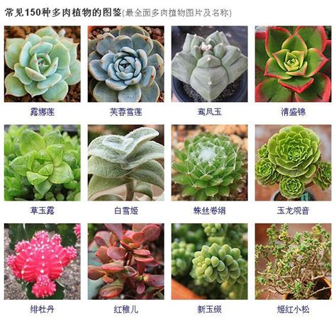 植物種類查詢